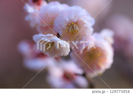 春を告げる花　ウメ 129773858