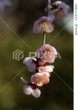 春を告げる花　ウメ 129773862