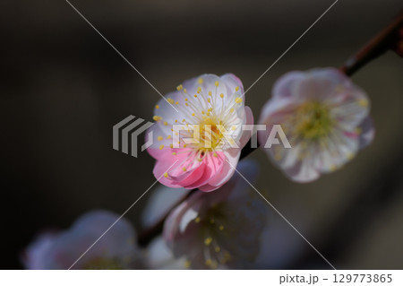 春を告げる花　ウメ 129773865