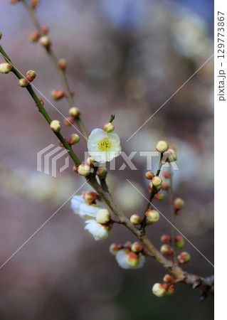 春を告げる花　ウメ 129773867