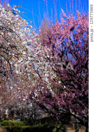 春を告げる花 ウメ 春を告げる花 ウメ 129773869