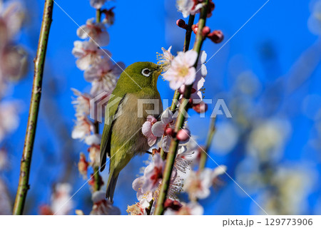 梅に鶯と勘違いされる梅にメジロ 129773906