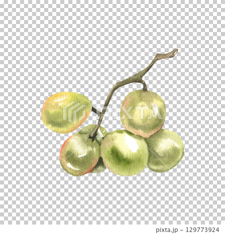 Green grape branch watercolor illustration, realistic sweet fruits clipart. Summer ripe berries painting, grapes cluster drawing for product packing, vine bottle label,logo design 129773924