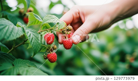 Hand gently picking ripe red raspberries from a green bush in a summer garden 129773979
