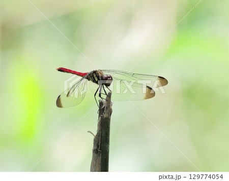枝に止まるトンボ科コノシメトンボ♂ 129774054