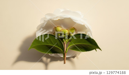 Delicate white camellia flower with green leaves and buds on a smooth background 129774188