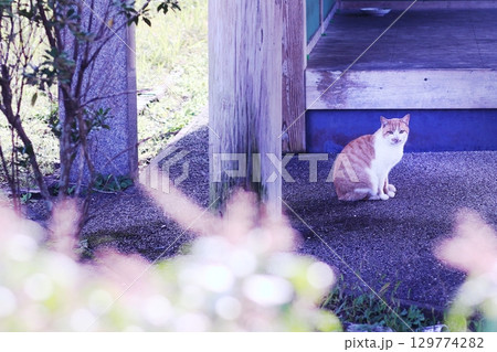 公園の影で佇むノラ猫 129774282