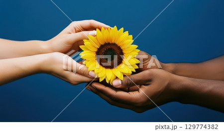 Interracial hands gently holding a blooming sunflower, symbolizing harmony Interracial hands gently holding a blooming sunflower, symbolizing harmony 129774382