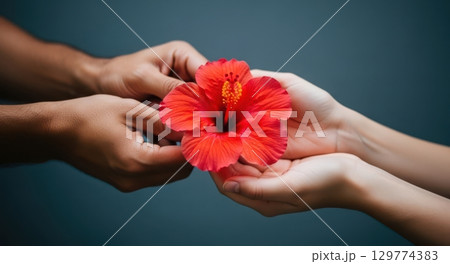 Two hands exchanging a vibrant red hibiscus flower, symbolizing care and connection. Two hands exchanging a vibrant red hibiscus flower, symbolizing care and connection. 129774383