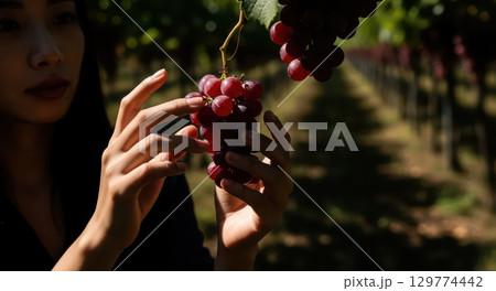 Young asian woman hands delicately inspecting red grapes in a sunny vineyard 129774442
