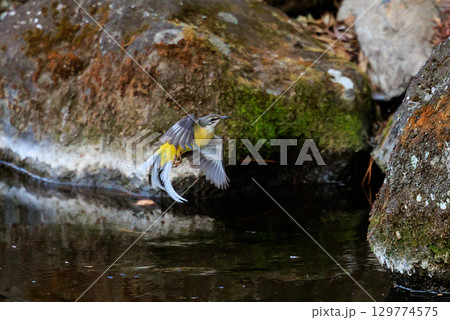 警戒心が強く、水辺を好んであざやかなレモンイエローを纏う綺麗な鳥のキセキレイ 警戒心が強く、水辺を好んであざやかなレモンイエローを纏う綺麗な鳥のキセキレイ 129774575