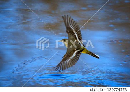 警戒心が強く、水辺を好んであざやかなレモンイエローを纏う綺麗な鳥のキセキレイ 129774578