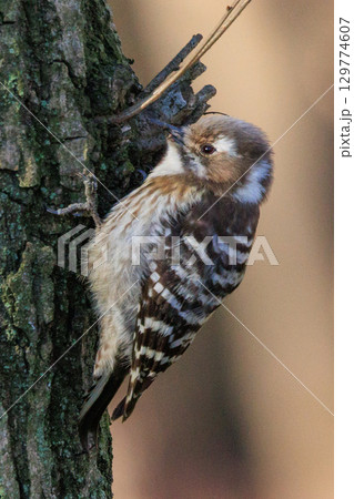 日本で一番小さなキツツキ コゲラ 日本で一番小さなキツツキ コゲラ 129774607