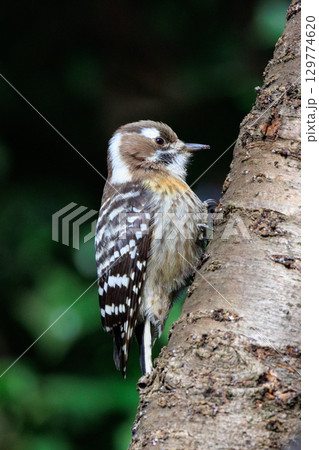 日本で一番小さなキツツキ コゲラ 129774620