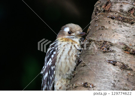 日本で一番小さなキツツキ コゲラ 129774622