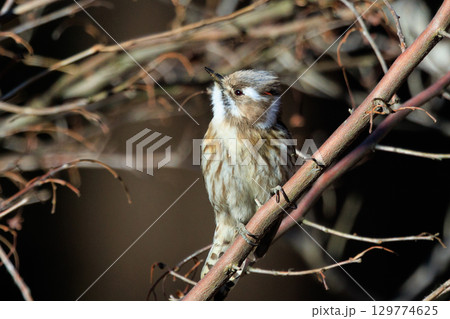 日本で一番小さなキツツキ コゲラ 日本で一番小さなキツツキ コゲラ 129774625
