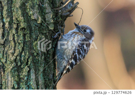 日本で一番小さなキツツキ コゲラ 日本で一番小さなキツツキ コゲラ 129774626