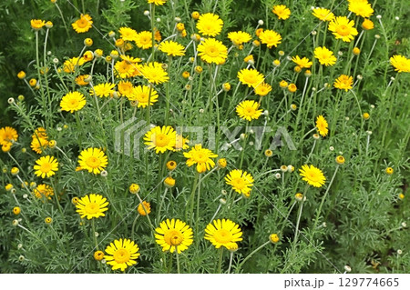 カモミール カモミール 129774665