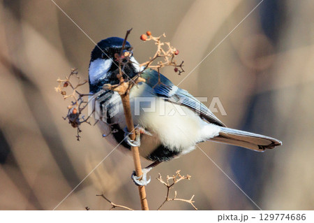 胸のネクタイが可愛らしい身近な野鳥 シジュウカラ 129774686