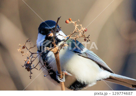 胸のネクタイが可愛らしい身近な野鳥 シジュウカラ 胸のネクタイが可愛らしい身近な野鳥 シジュウカラ 129774687