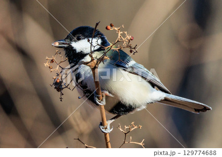胸のネクタイが可愛らしい身近な野鳥 シジュウカラ 129774688