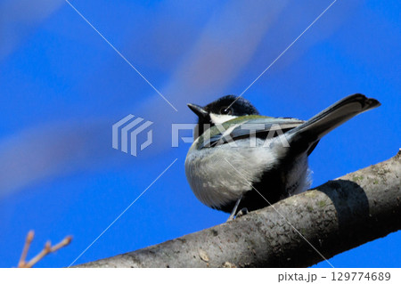 胸のネクタイが可愛らしい身近な野鳥 シジュウカラ 胸のネクタイが可愛らしい身近な野鳥 シジュウカラ 129774689