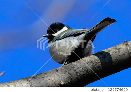 胸のネクタイが可愛らしい身近な野鳥 シジュウカラ 胸のネクタイが可愛らしい身近な野鳥 シジュウカラ 129774690