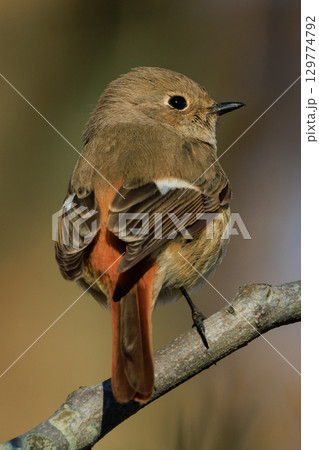 ジョビコの愛称で可愛らしい仕草が愛される冬鳥の ジョウビタキの雌 129774792