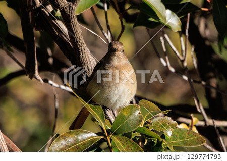 ジョビコの愛称で可愛らしい仕草が愛される冬鳥の ジョウビタキの雌 129774793