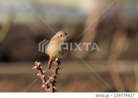 ジョビコの愛称で可愛らしい仕草が愛される冬鳥の ジョウビタキの雌 129774817
