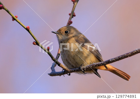ジョビコの愛称で可愛らしい仕草が愛される冬鳥の ジョウビタキの雌 129774891