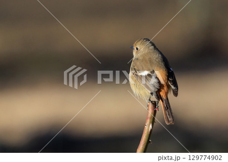 ジョビコの愛称で可愛らしい仕草が愛される冬鳥の ジョウビタキの雌 ジョビコの愛称で可愛らしい仕草が愛される冬鳥の ジョウビタキの雌 129774902