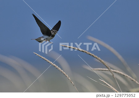 ショウドウツバメ54（北海道） 129775052