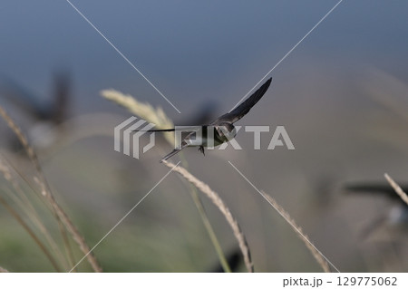 ショウドウツバメ64（北海道） 129775062