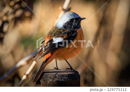 愛らしい仕草の冬鳥 ジョウビタキ 愛らしい仕草の冬鳥 ジョウビタキ 129775112