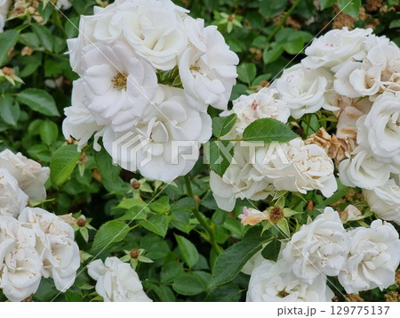 Beautiful white roses in the garden. "Polar Star" (Polarstern) rose. 129775137