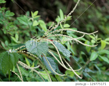 イラクサ科の多年生植物 ヤブマオ イラクサ科の多年生植物 ヤブマオ 129775171