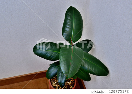 観葉植物 フィカス・エラスティカ・バーガンディ鉢植 観葉植物 フィカス・エラスティカ・バーガンディ鉢植 129775178
