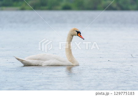 Graceful white Swan swimming in the lake, swans in the wild. Portrait of a white swan swimming on a lake. Graceful white Swan swimming in the lake, swans in the wild. Portrait of a white swan swimming on a lake. 129775183