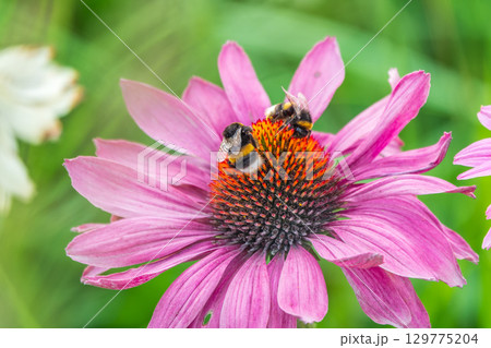 A closeup shot of a bee collecting pollen on a purple echinacea flower A closeup shot of a bee collecting pollen on a purple echinacea flower 129775204