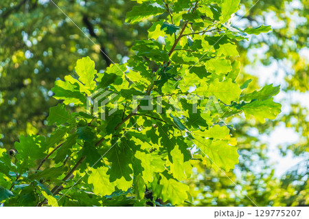 Green oak leaves background. Plant and botany nature texture. green oak leaves in woods 129775207