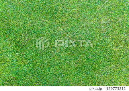 Green grass texture. Field of green grass, a lawn in spring. Background of color grass. Closeup of a freshly mowed lawn, park. Sports turf surface. 129775211