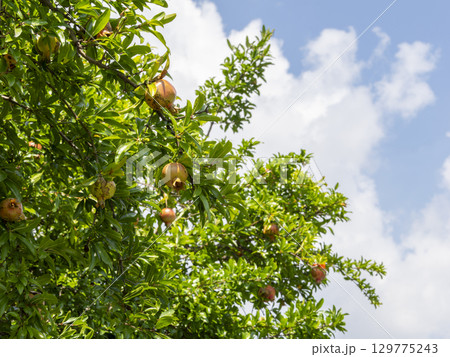 実を付けたザクロの木 129775243