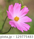 コスモス　秋 129775483