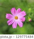 コスモス　秋 129775484