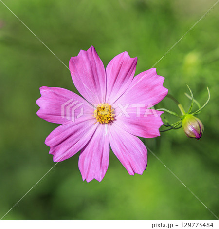 コスモス　秋 129775484