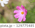 コスモス　秋 129775485