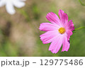 コスモス　秋 129775486