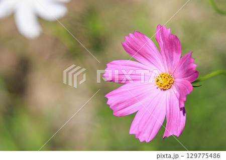 コスモス　秋 129775486