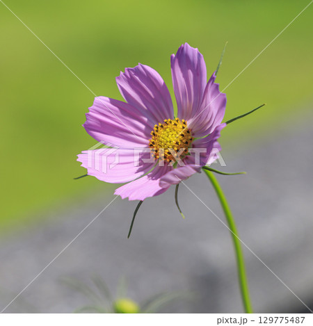 コスモス　秋 129775487